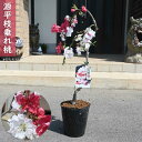 母の日プレゼントに盆栽鉢植え仕立樹形2025年5月上旬〜5月下旬頃開花 花桃 源平桃【ゲンペイモモ】枝垂れ桃苗木ハナモモ庭木 接ぎ木苗【咲き分けの源平しだれ桃 ...