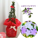お誕生日プレゼントの贈り物に 2025年5月に開花 ニオイバンマツリ プラ鉢入り アメリカジャスミン 匂蕃茉莉