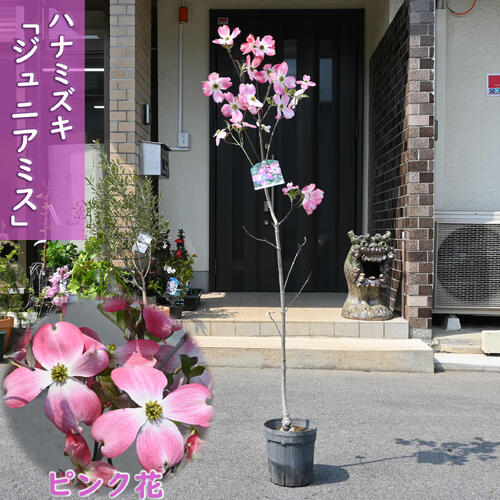 楽天市場】ハナミズキ 矮性 品種の通販 楽天市場】ハナミズキ 矮性 品種の通販