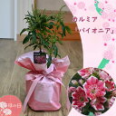 2025年5月に開花 母の日 贈り物に カルミア パイオニア アメリカ石楠花