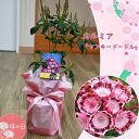 2025年5月に開花 母の日 贈り物に カルミア ヤンキードードル アメリカ石楠花