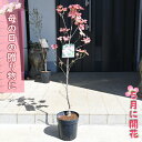 母の日の贈り物に ハナミズキ 桃花 2025年5月に開花 贈り物に ジュニアミス 花水木 5月に開花 お誕生日プレゼント
