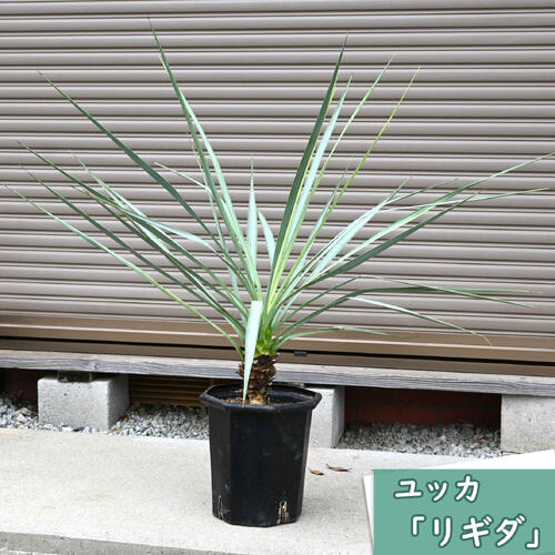 楽天市場】ユッカ リギダ（種類（植物）ユッカ）の通販