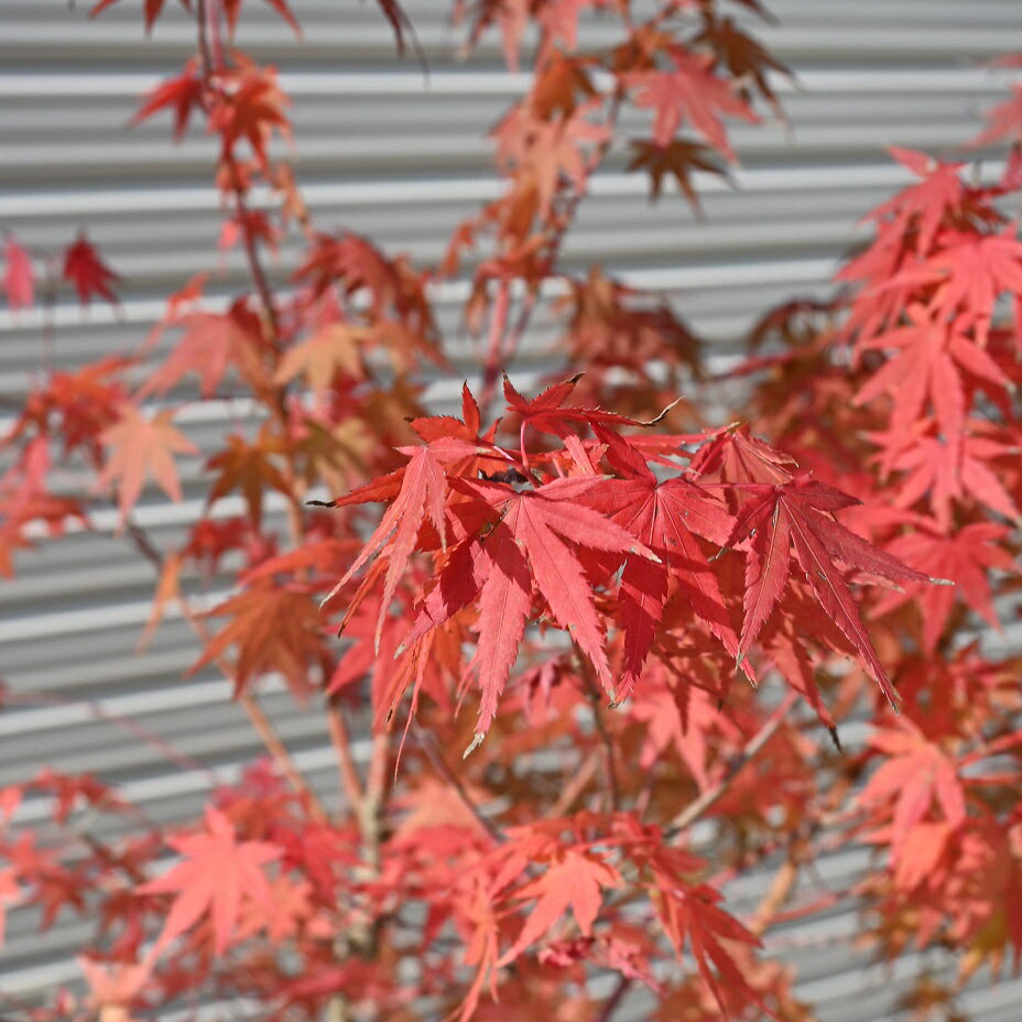 2023年11月2日撮影紅葉自宅のお縄に紅葉といえばイロハモミジ苗もみじ 山もみじ　　高さ　約120センチ前後【もみじ苗】 【庭木】【紅葉】