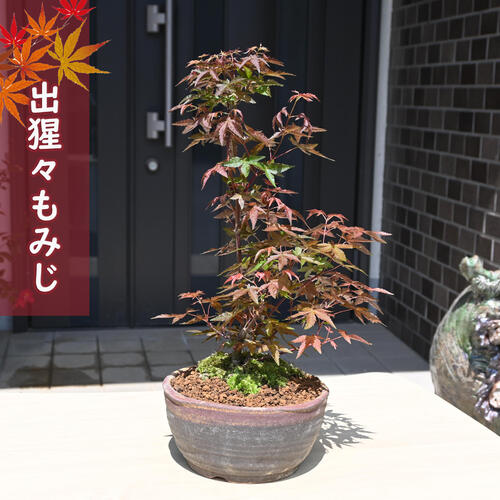 楽天市場】出猩々紅葉の通販 楽天市場】出猩々紅葉の通販