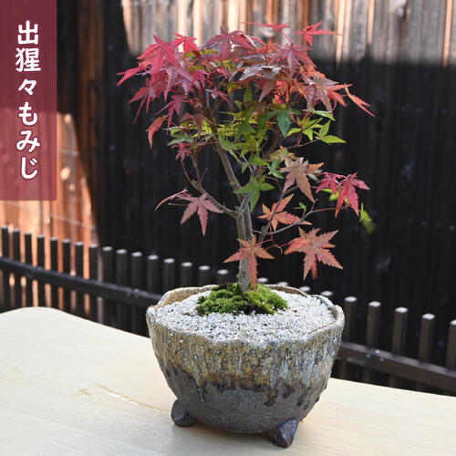 秋を楽しむギフト 出猩々もみじ盆栽日本の美紅葉盆栽　紅葉盆栽　もみじ盆栽