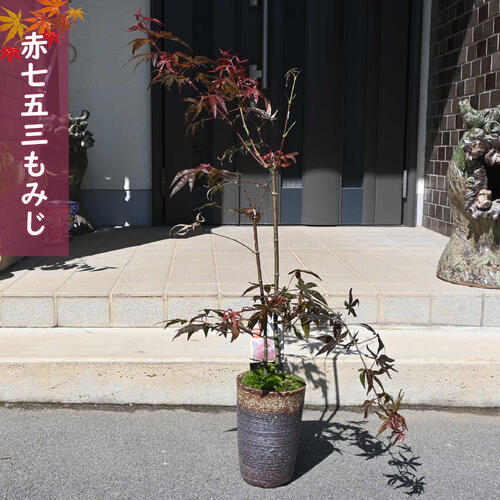 【現品】もみじ 赤七五三 鉢植え もみじ盆栽 紅葉 2025年10月8日撮影 別名 忍ヶ丘