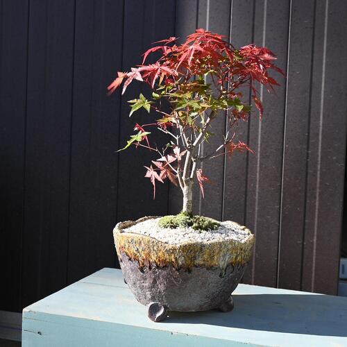 2025年10月モミジは 秋を楽しむギフト 出猩々もみじ盆栽日本の美紅葉盆栽　紅葉盆栽　もみじ盆栽