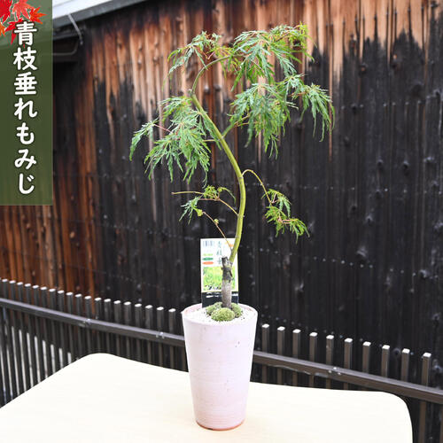 2025年11月3日撮影 青しだれもみじ盆栽 ヤマモミジ 日本の美紅葉盆栽　紅葉盆栽　もみじ盆栽