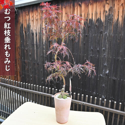2025年11月3日撮影 むつ紅枝垂れもみじ盆栽 ヤマモミジ陸奥紅枝垂れ 日本の美紅葉盆栽　紅葉盆栽　もみじ盆栽