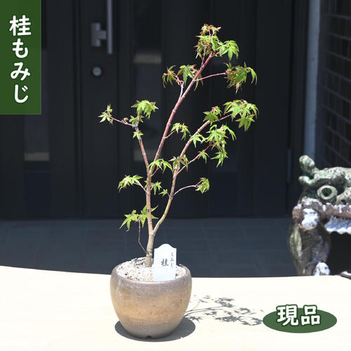 楽天市場】もみじ 鉢植え（花・観葉植物｜花・ガーデン・DIY）の通販