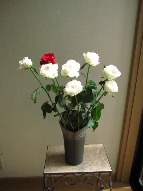 真紅の紅白バラ　信楽花瓶つき