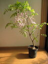紅藤大苗 庭木苗 藤苗木 2025年4月開花苗お届け時期10月~翌年3月頃は 落葉した樹姿となります
