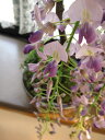 ギフト　育てる楽しみ藤盆栽2023年開花の藤盆栽となります。盆栽：【藤盆栽】　高貴な薄紫と香りの贈り物