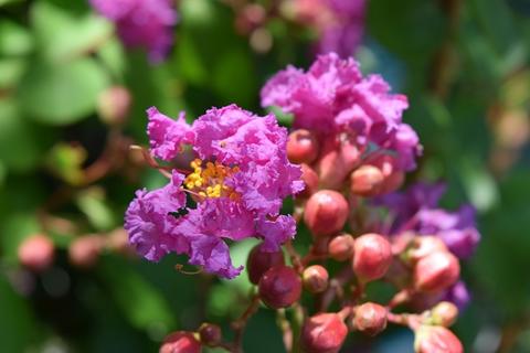 セール開催中 百日紅サルスベリ苗 4種類の いろんなサルスベリ赤と白 紫と 紅白セット おすすめ Edl Uae Ae セール開催中 百日紅サルスベリ苗 4種類の いろんなサルスベリ赤と白 紫と 紅白セット おすすめ Edl Uae Ae