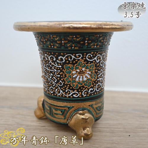 楽天市場】万年青 オモト(植木鉢|植木鉢・プランター 楽天市場】万年青 オモト(植木鉢|植木鉢・プランター