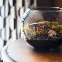 苔テラリウム フィギュア付 山苔ヤマゴケ 苔 黒つぶ 石 セット済テラリウム 可愛い 癒し苔玉 盆栽ふた付