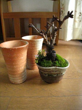 送料無料【盆栽】 桜 信楽コップ お花見二人サクラ桜 お花見セット