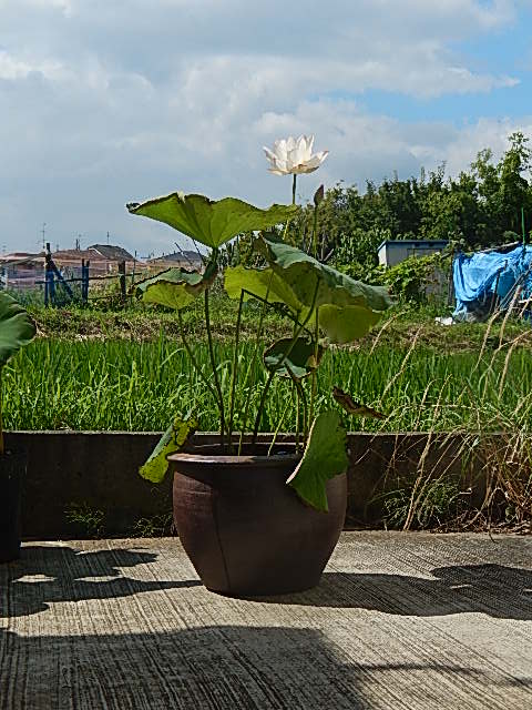 蓮鉢植え　金輪ハスの鉢植えです　極楽浄土のお花　ハスの花のサムネイル