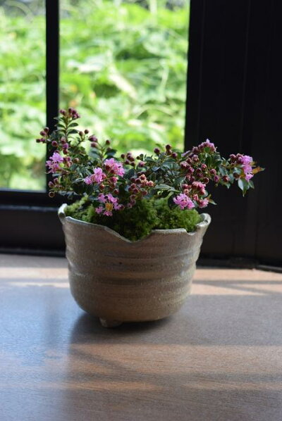 楽天市場 百日紅鉢植えサルスベリピンク 信楽鉢植え開花は7月 8月 園芸百貨店何でも揃うこぼんさい 楽天市場 百日紅鉢植えサルスベリピンク 信楽鉢植え開花は7月 8月 園芸百貨店何でも揃うこぼんさい