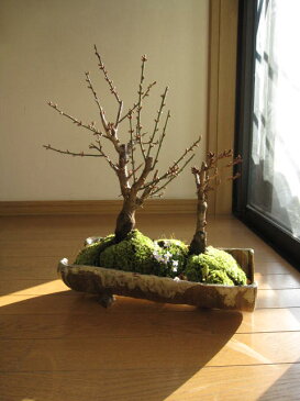紅福寿桜花盆栽:ヒナ草寄せ植え贈り物盆栽信楽鉢入り 送料無料