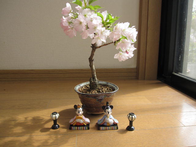 桜盆栽ディズニー 【ひなまつり】桜セット　2017年とってもかわいい雛 ディズニー 　ディズニー 雛人形と桜盆栽お花見ディズニー2017年花芽付の桜盆栽となります。