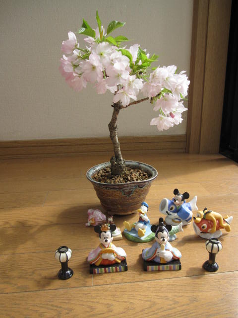 サクラ盆栽送料無料ディズニー 【ひなまつり】雛 ディズニー 　ディズニー 雛人形雛人形