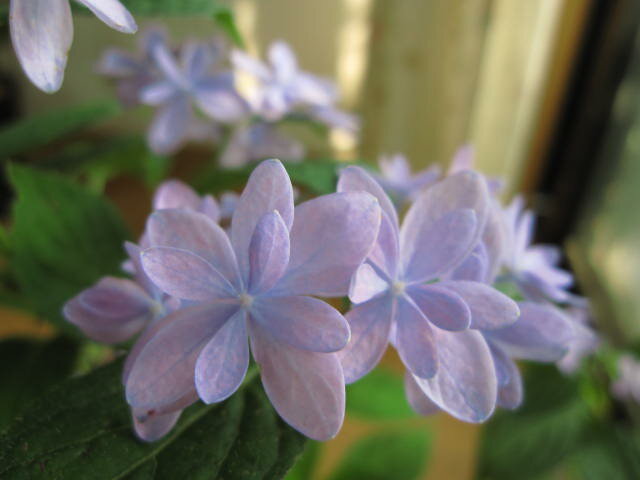 ヤマアジサイ：石鎚の光　紫陽花小苗