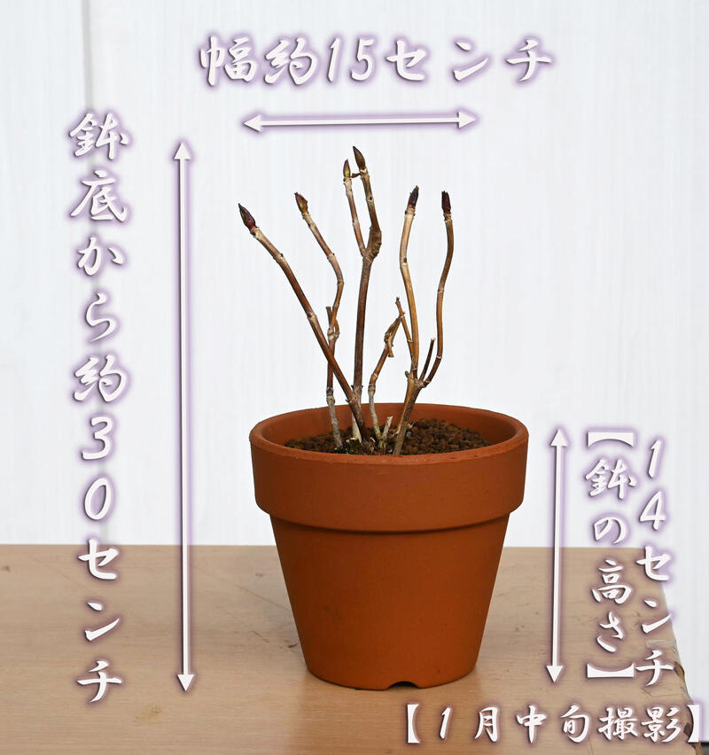 紫陽花 竜宮 八重咲きあじさい 紫色アジサイ 開花中の紹介画像2