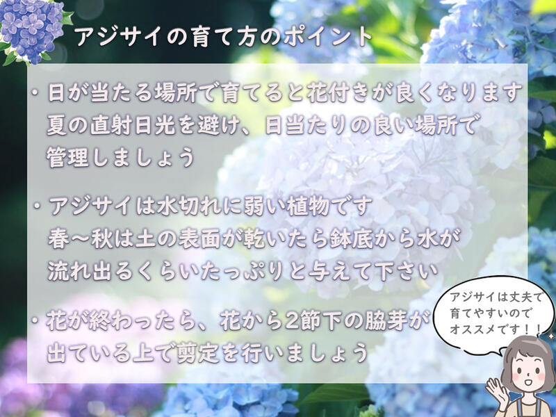 鮮やかな青 白を咲かせます 紫陽花の土青花専用 新作モデル アジサイ土 5l