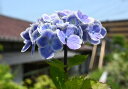 紫陽花 モナリザ アジサイ 苗 あじさい 一重咲き 剪定した状態でのお届けになります