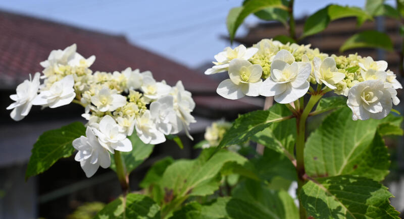 紫陽花　ダンシングスノー　アジサイ　苗 あじさい　八重咲き 　ブーケ咲き 剪定した状態でのお届けになります