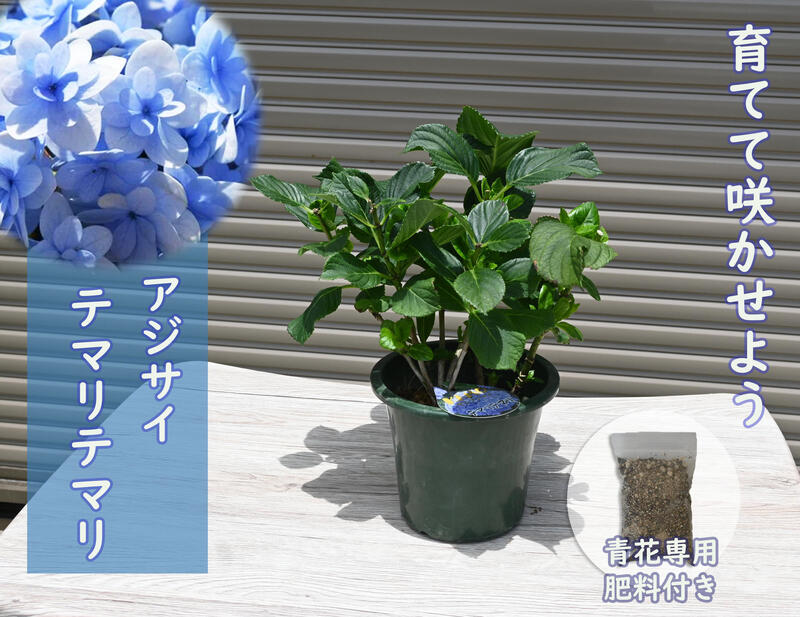 楽天市場】アジサイ てまりてまり ブルーの通販 楽天市場】アジサイ てまりてまり ブルーの通販