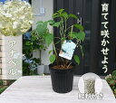 2025年6月初め開花苗アナベル紫陽花開花終了剪定後肥料付きアジサイアナベルアナベル 育てる アナベル苗 肥料付き 剪定した状態でのお届けになります 紫陽花