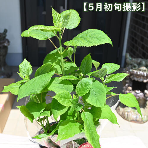 2026ǯ���ּ���Τ�����ȭ������£��ʪ�� ��������λ��۲֤Υ��ʥ٥뼫���Ѥˤ⤪������6���溢���鳫�� ���۲֥��ʥ٥� �ץ쥼��Ȥˤ������� �򤤥��ʥ٥륢�������ȤƤ���פǶ����ʼ�Ǥ����ָ��ڤ�֤����Ƥ�ڤ���ޤ�