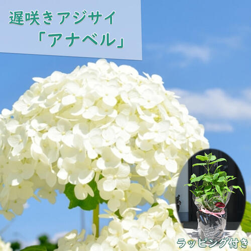 当店おすすめの2024年6月開花自宅用にもプレゼントにアナベルアジサイ6月に開花するお誕生日贈り物に 2023年6月開花…