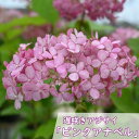 母の日プレゼントにあじさい鉢花 2025年6月開花 ピンクアナベル テラコッタ鉢入り アメリカあじさい ピンク色 アナベル 紫陽花