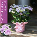 母の日の贈り物に 花鉢 アジサイ ドリップ ピンク