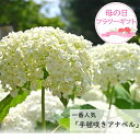 母の日プレゼント贈り物に 2025年6月開花苗 アナベル アメリカあじさい 紫陽花6月30日以降は開花は終了し剪定した状態でのお届けとなります。
