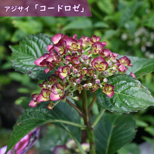 庭に植えられる丈夫で美しい西洋アジサイ、HBAシリーズです。 HBA(オランダ・ドイツ合同紫陽花協会）が作出・推奨する優れたガーデン向きの品種です。 鉢花として楽しむだけでなく、花壇に植えて何年も繰り返し花を咲かせることができます。 株姿がコンパクトで、多花性で、花色が美しく変化する、といった優れた特徴を持つ品種群です。 ※画像は開花のイメージになります。花色は、土の酸性度によって変わります。 アルカリ気味ならピンク、酸性気味なら青になります。 あじさい ・商品名コードロゼ ・商品の説明 開花期　5月～7月 草丈　80～120センチ ・あじさいの育て方 半日陰で、風通しの良いところ場所で管理しましょう。水を好むので、水をたっぷりと与えましょう。 ・特徴ユキノシタ科 アジサイ属花もちが良いので、長く楽しめます 初心者の方でも育てやすいのでオススメです。　 ・梱包と発送方法贈り物としてもお届けができます クロネコヤマト便でのお届けです　 ・注意事項 現品ではございません。数量物の為、若干高さや枝ぶりが違います 植物は生き物ですので、お届けの時期によって樹姿等は、変わりますのでご了承ください。