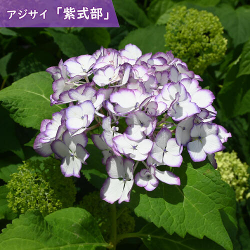 アジサイ 紫式部 鉢植え　テラコッタ鉢入り 紫陽花 ギフト 鉢花 手毬咲き　ムラサキシキブ