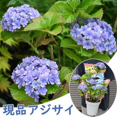 楽天市場】アジサイ 8号の通販