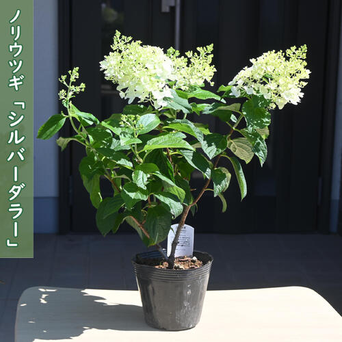 【中古】 花うつぎ 楽天市場】ウツギ（花・観葉植物｜花・ガーデン・DIY）の通販