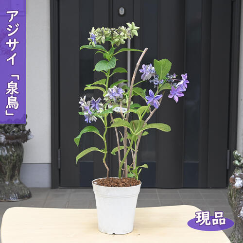 【現品限り】2026年7月27日撮影 八重咲きアジサイ 泉鳥 花鉢紫陽花 泉鳥 5号 あじ...