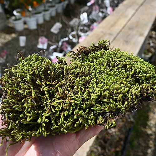砂苔 小サイズ 1パック ヤマゴケ苔テラリウム苔玉盆栽翌日発送 あす楽対応できます