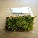 這苔 小サイズ 1パック ハイゴケ苔テラリウム苔玉盆栽翌日発送 あす楽対応できます