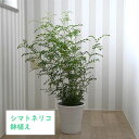 シマトネリコ 鉢植え陶器鉢入り観葉植物インテリア グリーン