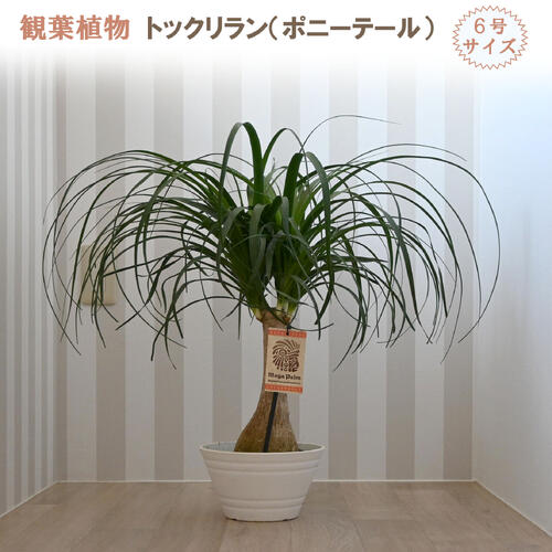 楽天市場】トックリラン(種類(植物)トックリラン)(観葉植物 楽天市場】トックリラン(種類(植物)トックリラン)(観葉植物