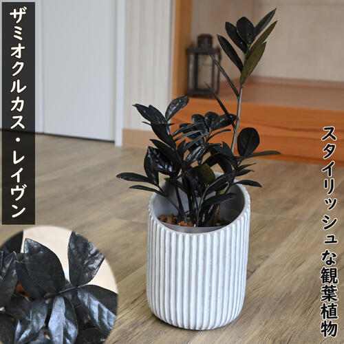 楽天市場】ザミオクルカス ブラックの通販 楽天市場】ザミオクルカス ブラックの通販