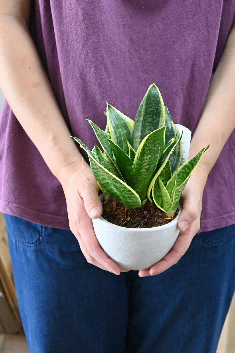 かわいい観葉植物スパーバハニーサンスベリア新築お祝いの贈り物に観葉植物人気のある鉢植えですサンスベリ